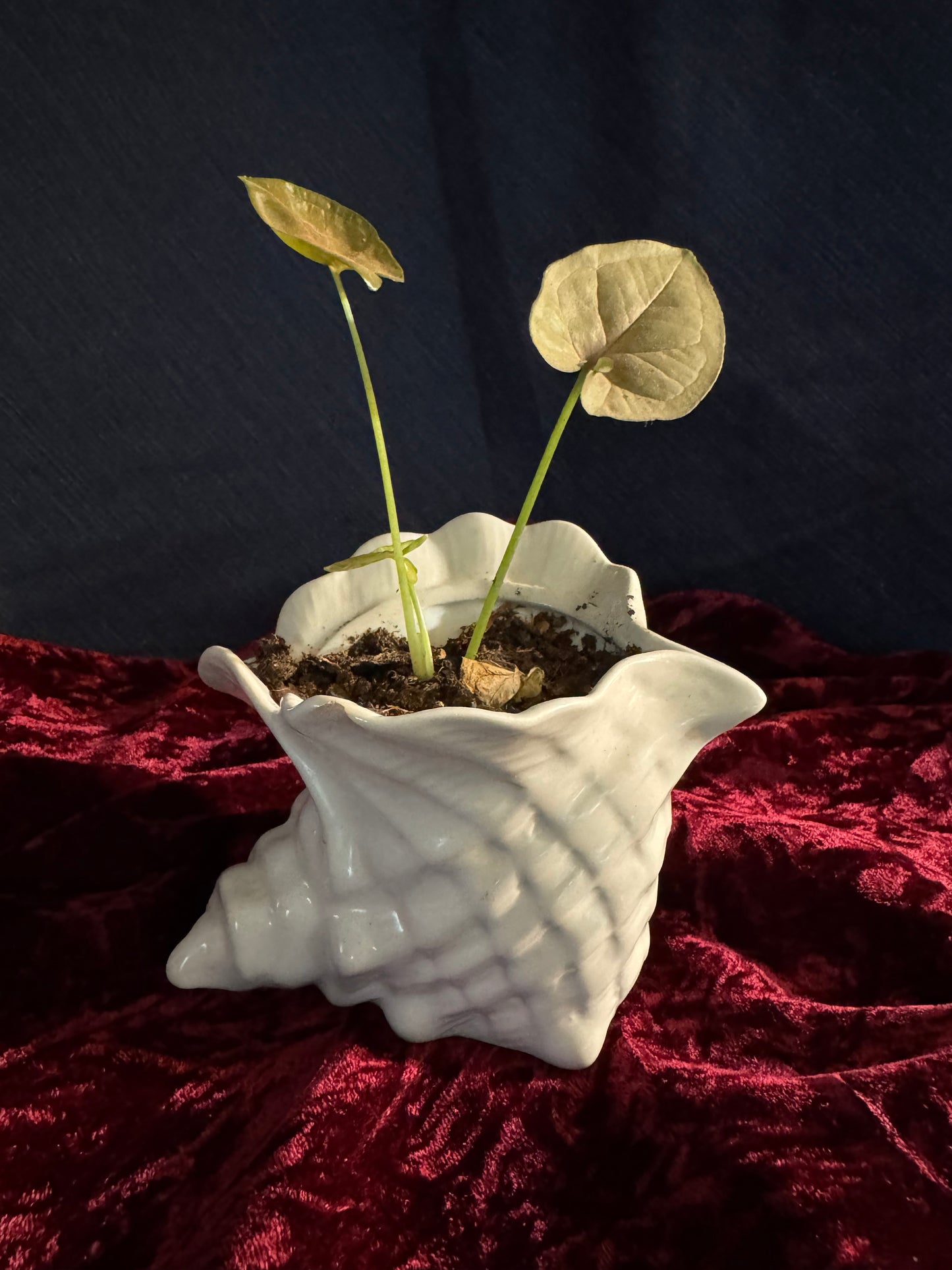 White Arrowhead Plant