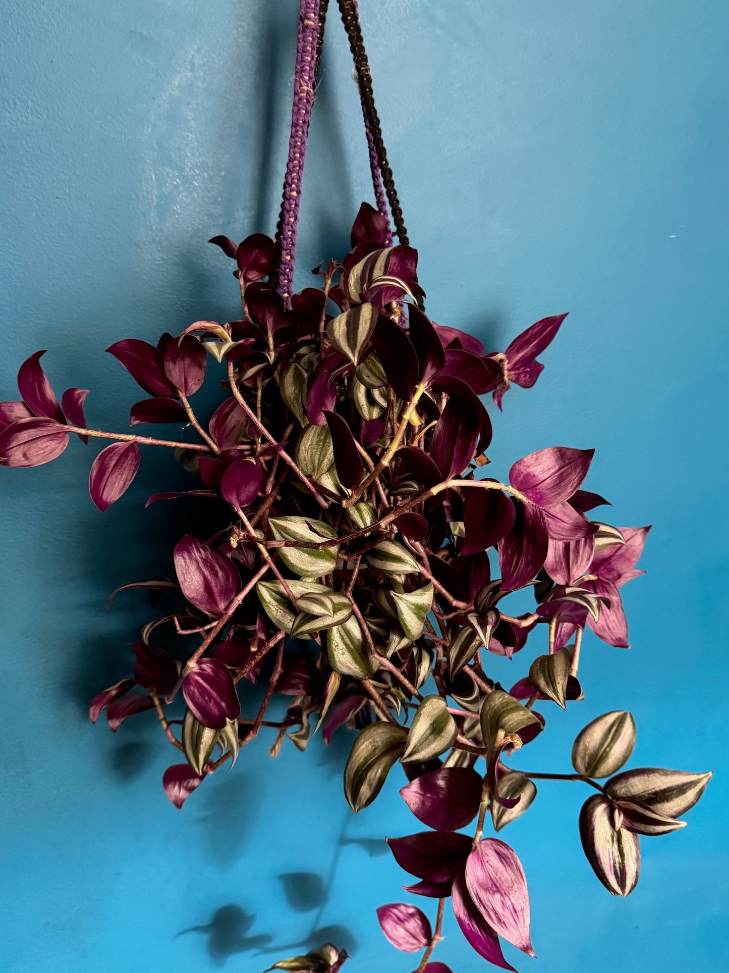 Plant Hangers