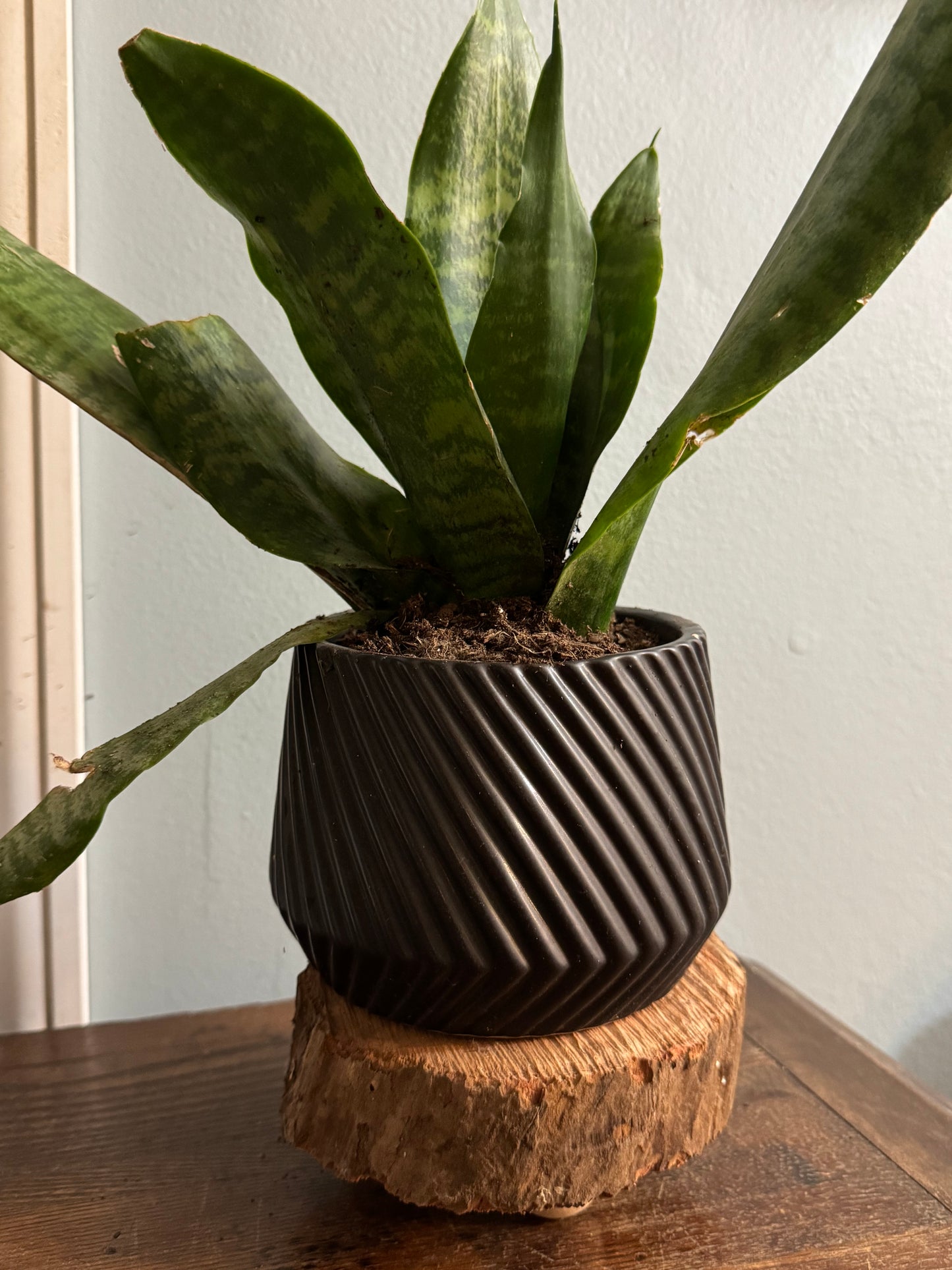 Plant Stands