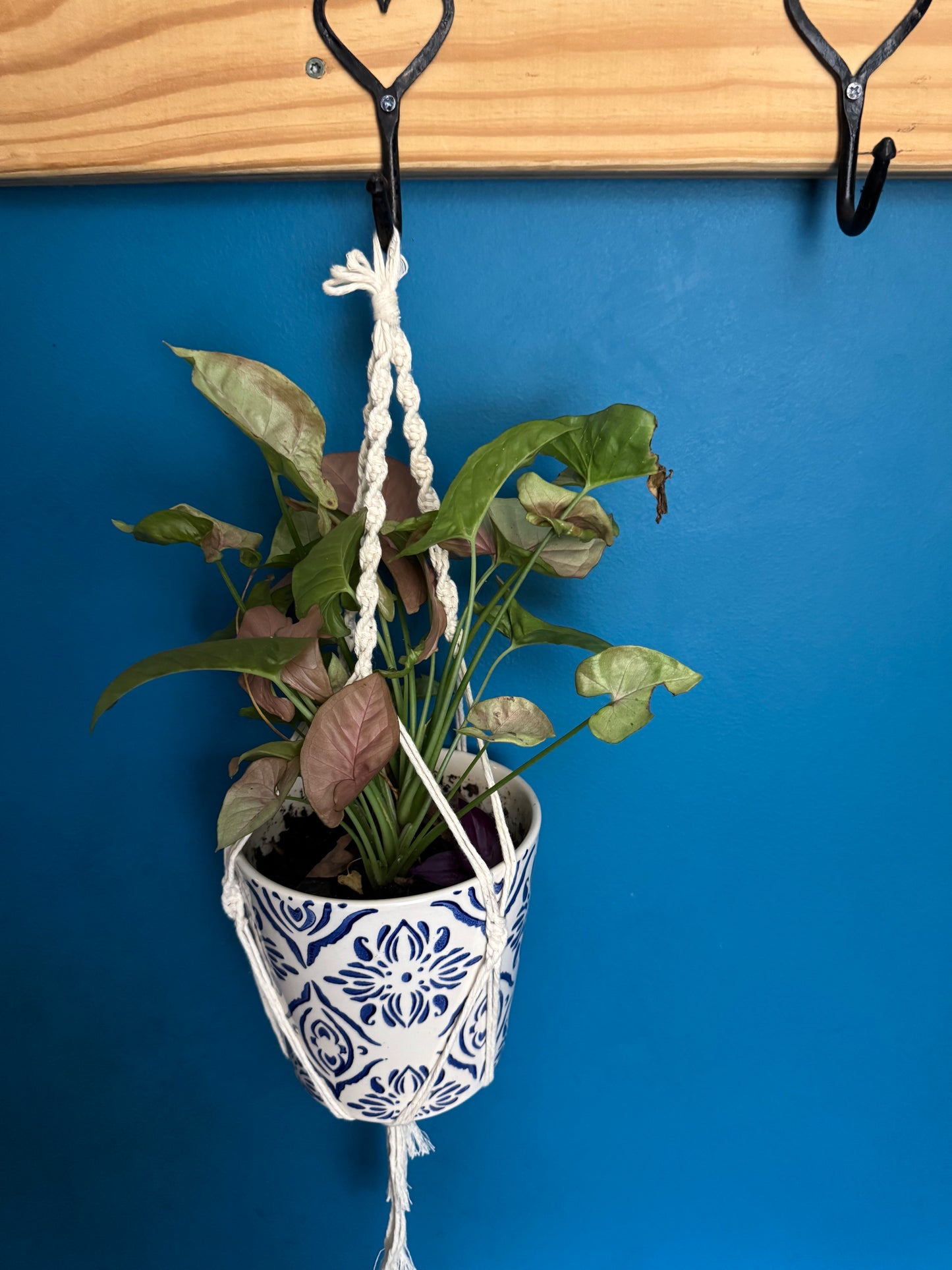 Plant Hangers