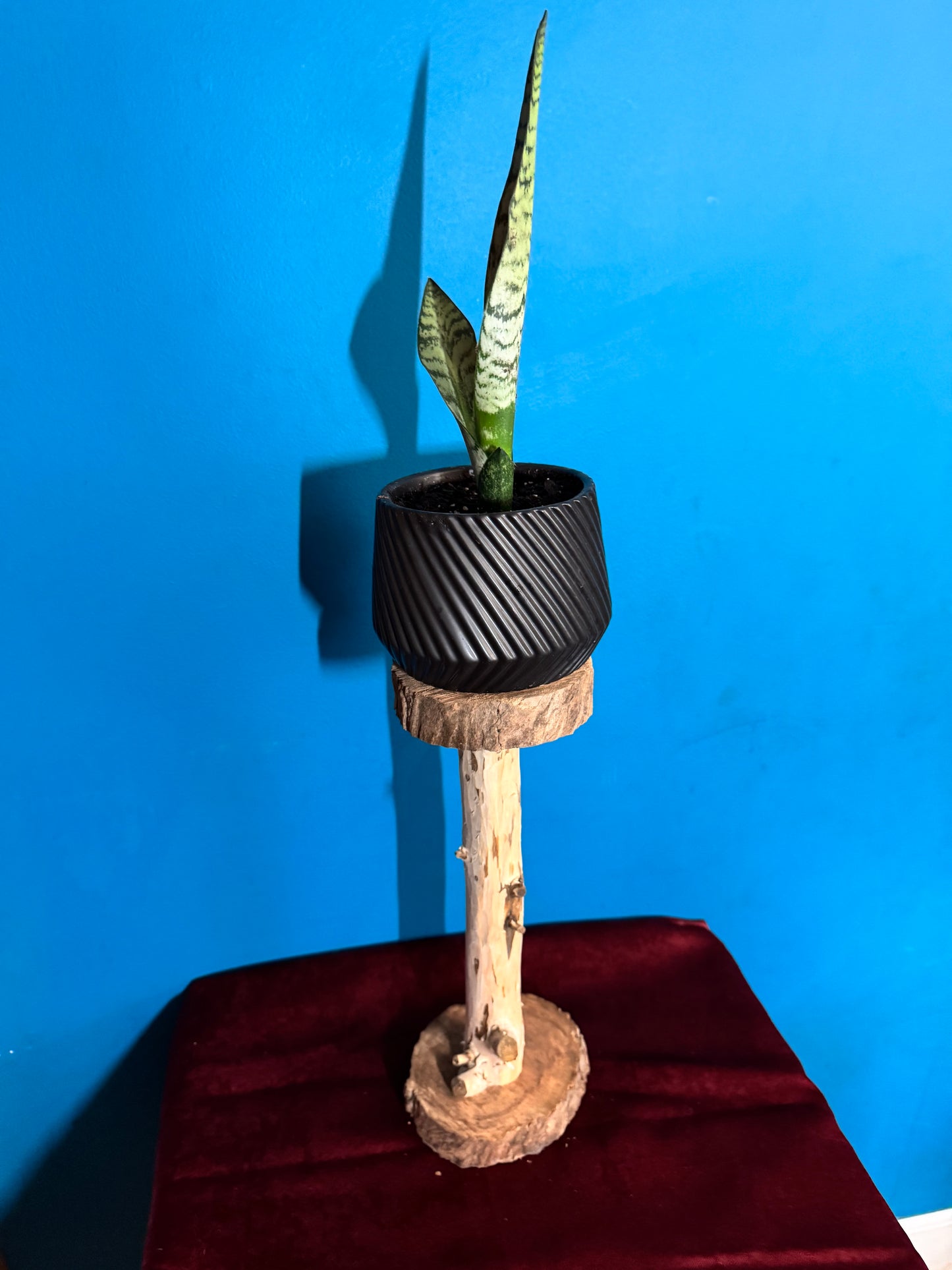Plant Stands