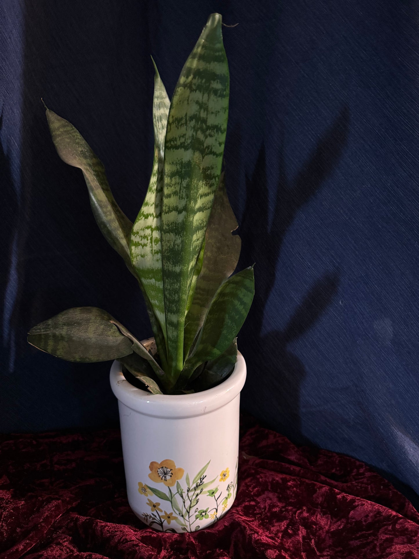 Snake Plants