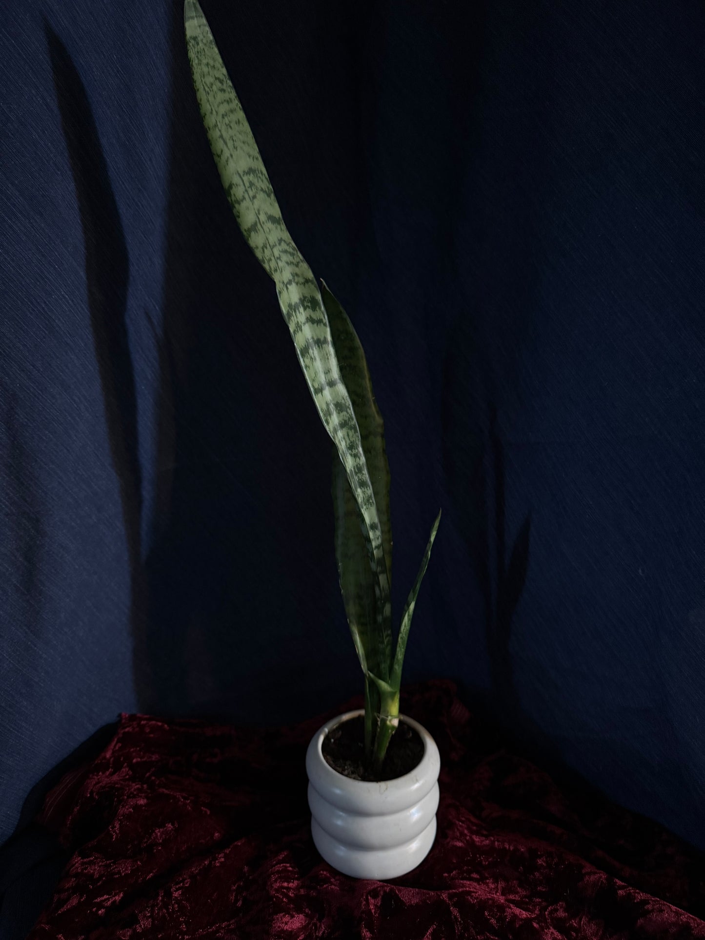 Snake Plants