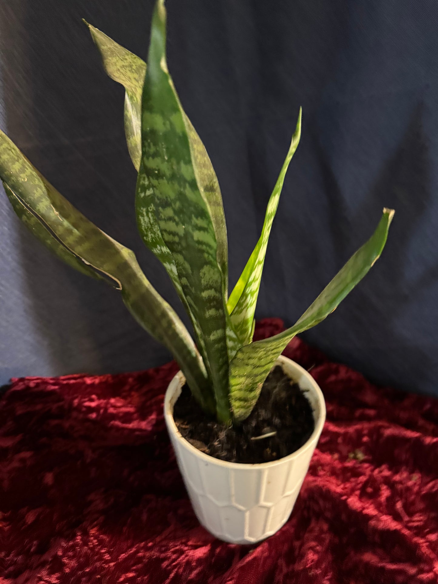 Snake Plants