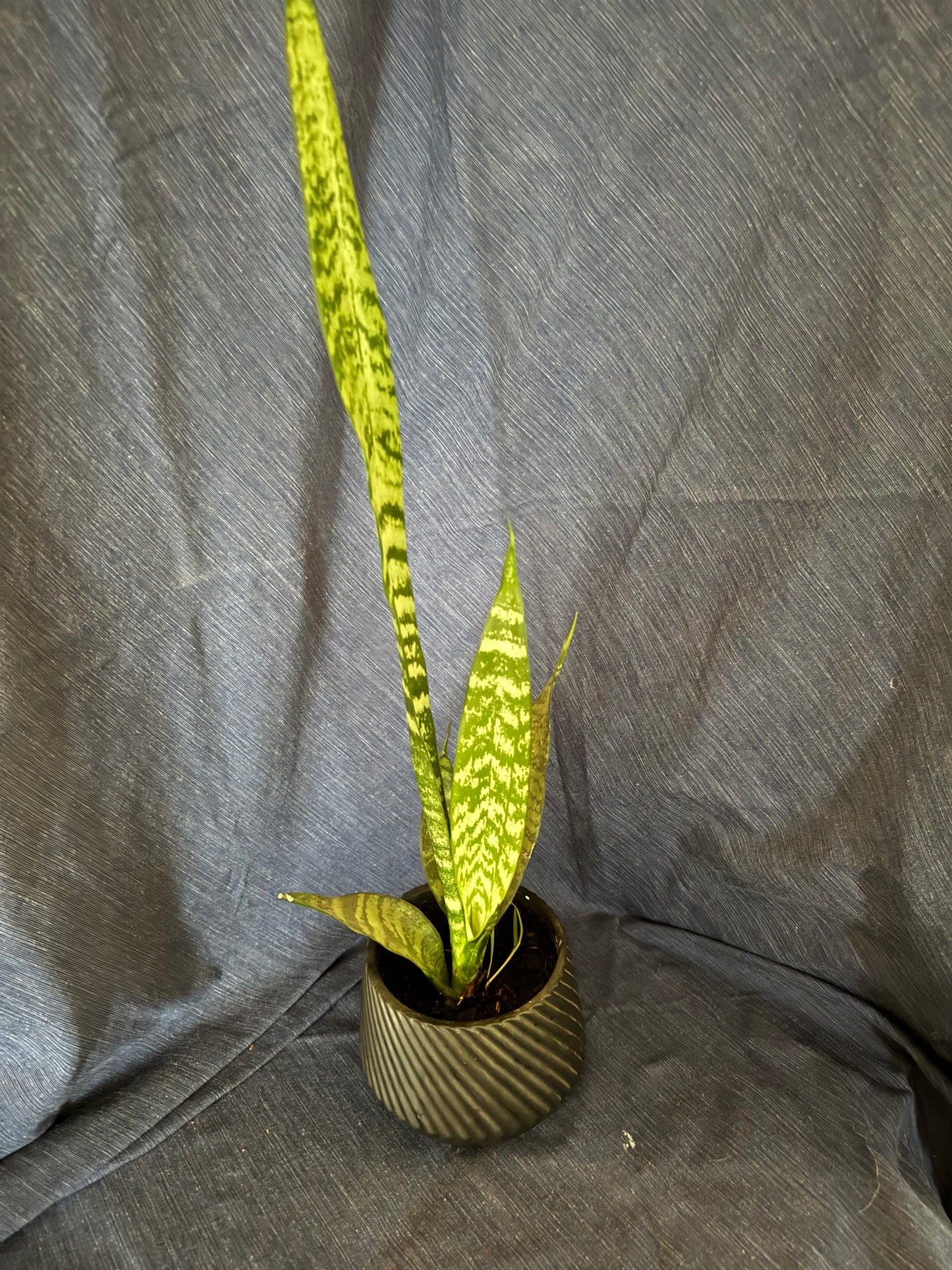 Snake Plants
