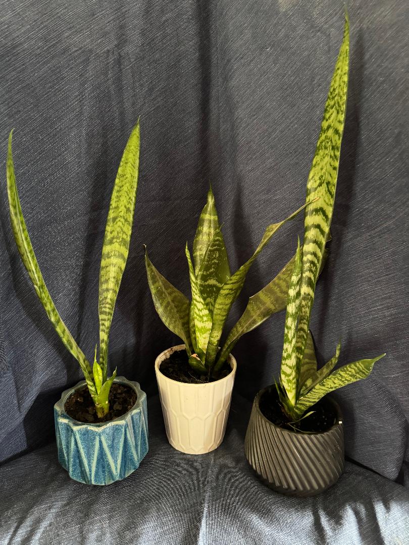 Snake Plants