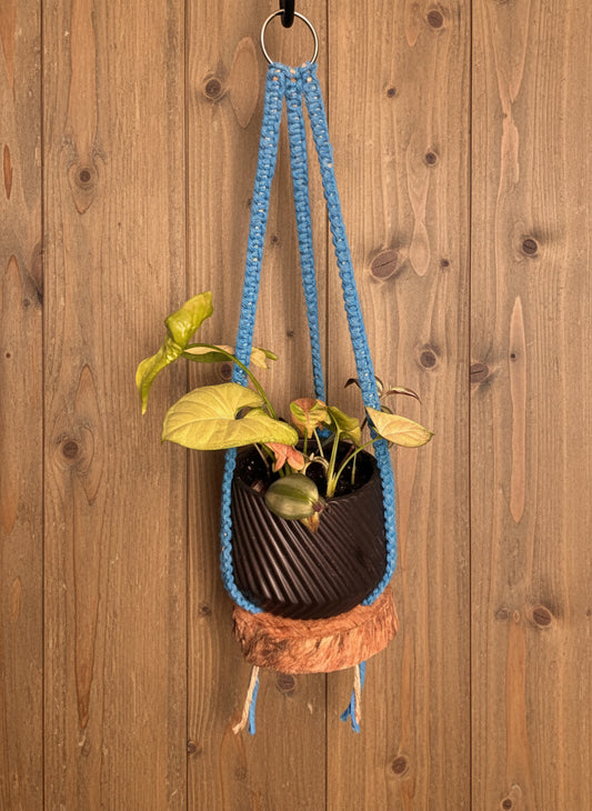 HangBlue Plant Hanger