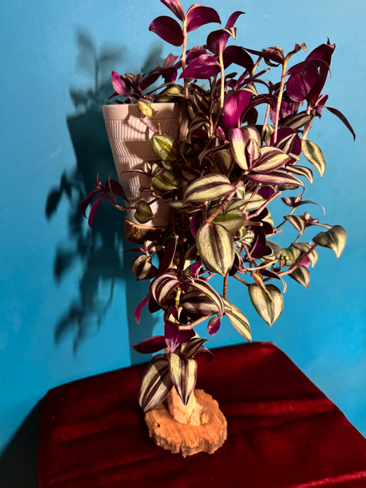 Plant Stands
