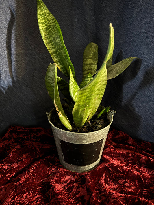 Snake Plants
